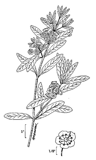 image of Kalmia angustifolia, Northern Sheepkill, Sheep Laurel, Lamb-kill