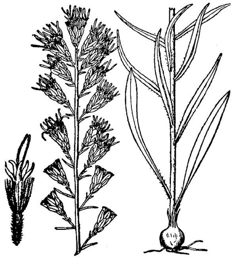 image of Liatris pilosa, Grassleaf Blazing-star, Shaggy Blazing-star