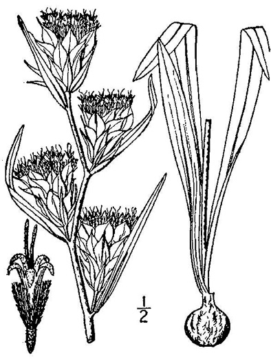 image of Liatris squarrosa var. squarrosa, Scaly Blazing-star, Squarrose Gayfeather, Longbracted Blazing-star