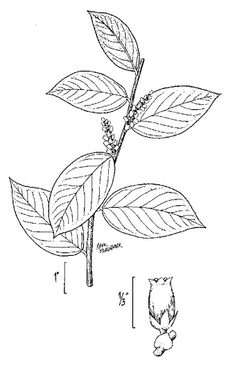 drawing of Leucothoe axillaris, Coastal Doghobble