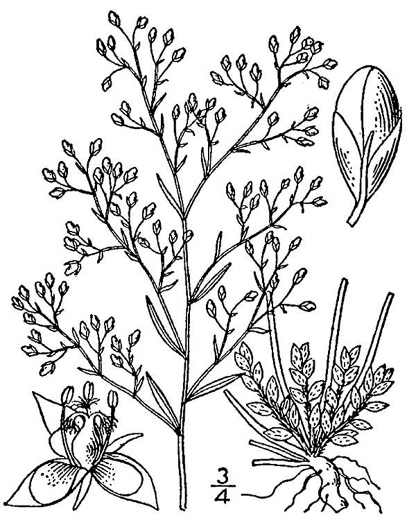 image of Lechea racemulosa, Racemose Pinweed, Appalachian Pinweed, Oblong-fruit Pinweed