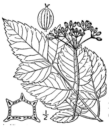 Ligusticum canadense, American Lovage