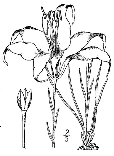 image of Lilium catesbyi, Pine Lily, Catesby's Lily, Leopard Lily