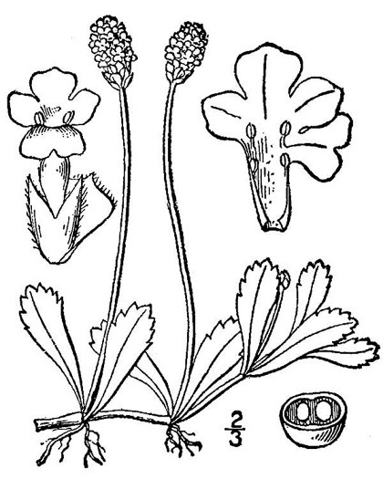 image of Phyla nodiflora, Creeping Frogfruit, Capeweed, Turkey-tangle, Sawtooth Frogfruit