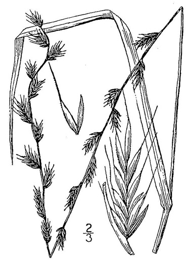 image of Lolium multiflorum, Italian Ryegrass, Annual Ryegrass