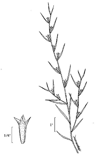 image of Ludwigia alternifolia, Alternate-leaf Seedbox, Bushy Seedbox