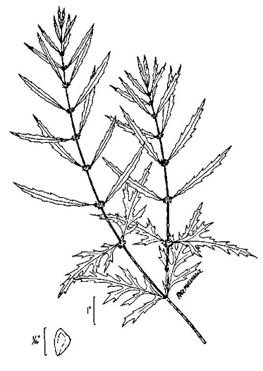 image of Lycopus americanus, American Bugleweed, Water Horehound