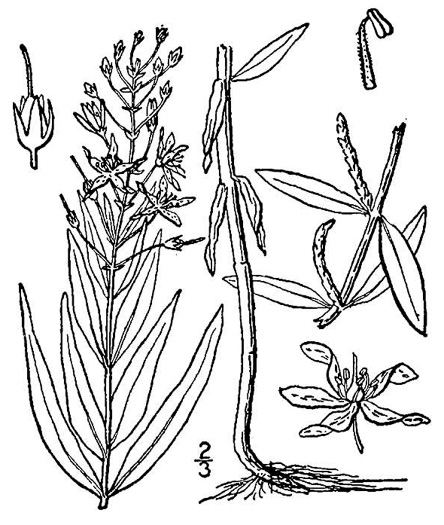 drawing of Lysimachia terrestris, Swamp Candles, Bog-candles, Bog Loosestrife