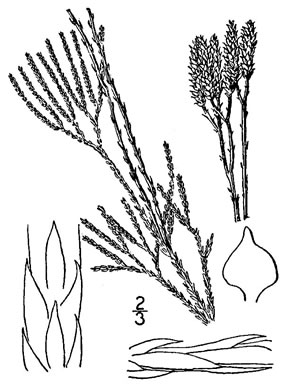 image of Diphasiastrum tristachyum, Blue Ground-cedar, Blue Running-cedar