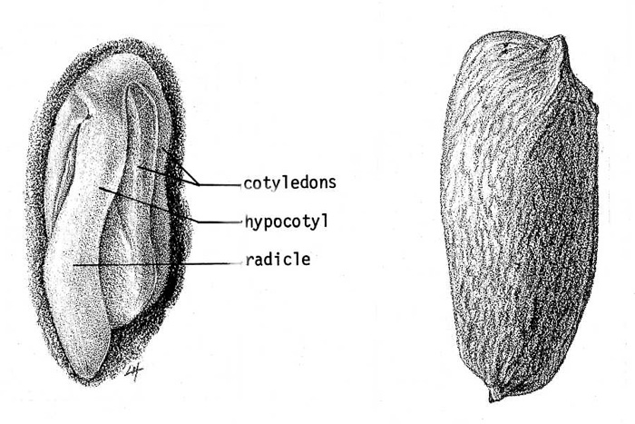 image of Maclura pomifera, Osage-orange, Hedge-apple, Bow-wood