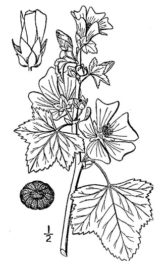 image of Malva sylvestris, High Mallow, Common Mallow, Cheeses