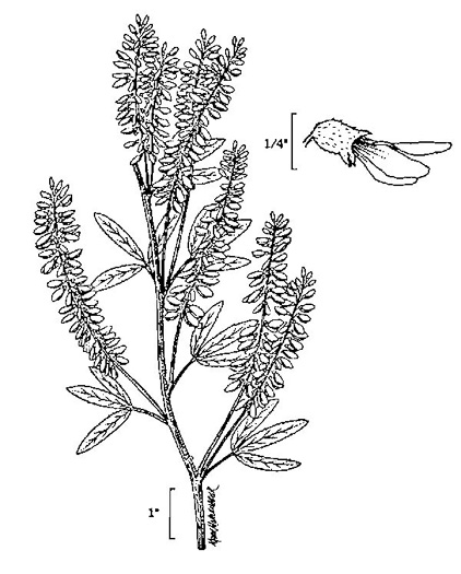 image of Melilotus albus, White Sweetclover, White Melilot