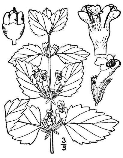 image of Melissa officinalis, Lemon Balm