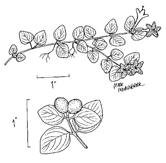 image of Mitchella repens, Partridgeberry, Twinflower