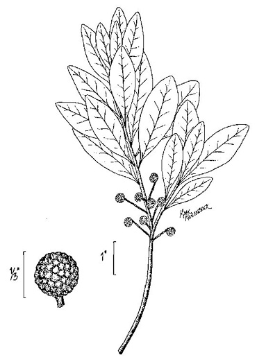 image of Morella inodora, Scentless Bayberry, Odorless Bayberry