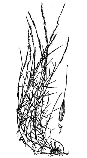 image of Muhlenbergia schreberi, Nimblewill