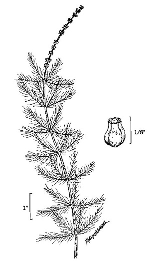 image of Myriophyllum aquaticum, Parrot-feather