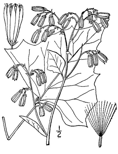 drawing of Nabalus albus, White Rattlesnake-root, Northern Rattlesnake-root, White Lettuce