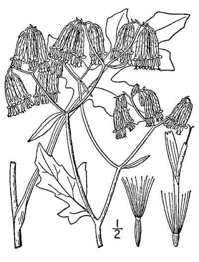 Nabalus serpentaria, Lion's-foot Rattlesnake-root, Gall-of-the-Earth