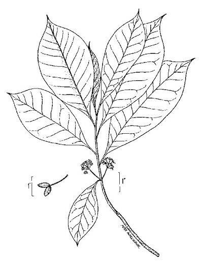 image of Nyssa sylvatica, Blackgum, Black Tupelo, Sour Gum