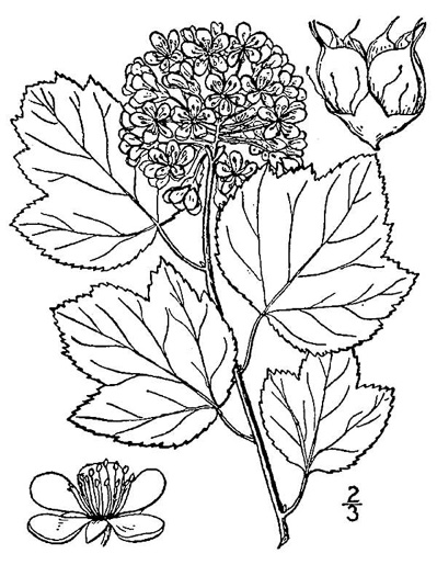 image of Physocarpus opulifolius var. opulifolius, Flowering Ninebark, Eastern Ninebark