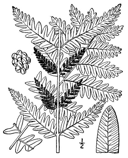 image of Claytosmunda claytoniana, Interrupted Fern