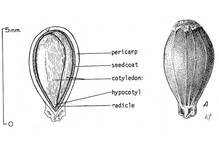 image of Ostrya virginiana, American Hop-hornbeam, Ironwood, Eastern Hop-hornbeam, Leverwood