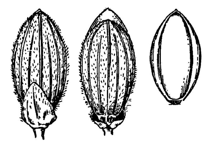 image of Dichanthelium commutatum +, Variable Witchgrass