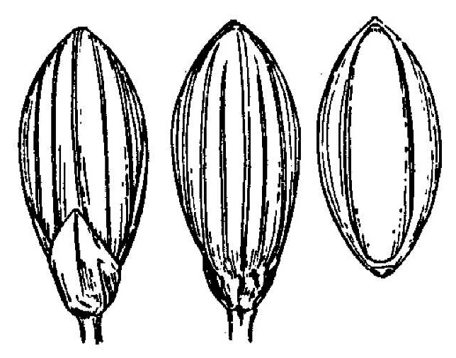 image of Dichanthelium dichotomum var. dichotomum, Forked Witchgrass