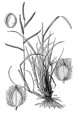 image of Paspalum dilatatum ssp. dilatatum, Dallis-grass