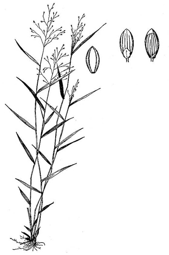 image of Dichanthelium dichotomum var. dichotomum, Forked Witchgrass