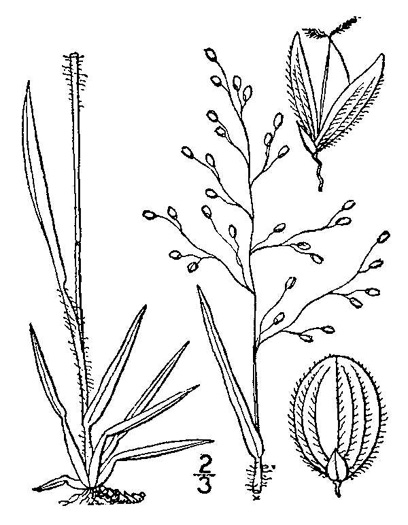 image of Dichanthelium laxiflorum, Open-flower Witchgrass, Open-flower Rosette Grass