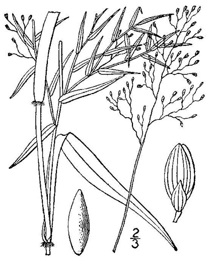 image of Dichanthelium microcarpon, Small-fruited Witchgrass