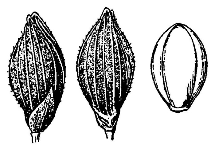 image of Dichanthelium pinetorum, Pineland Witchgrass