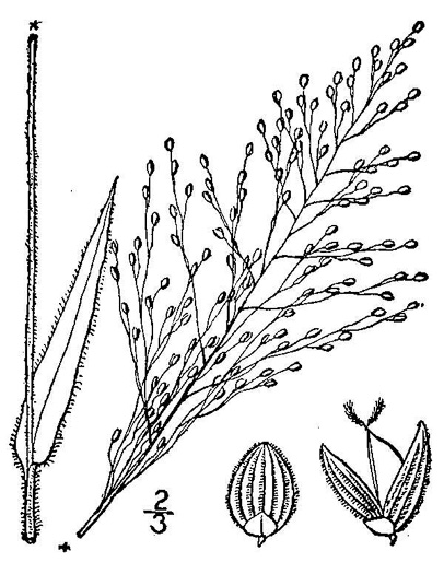 image of Dichanthelium scoparium, Velvet Witchgrass