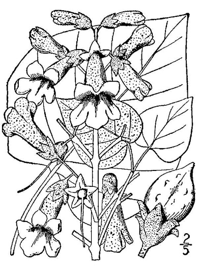 image of Paulownia tomentosa, Princess Tree, Empress Tree, Royal Paulownia