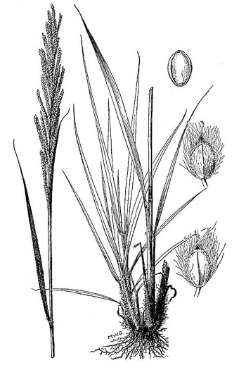 image of Paspalum urvillei, Vasey Grass