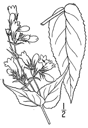 image of Penstemon calycosus, Longsepal Beardtongue