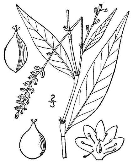 image of Persicaria punctata, Dotted Smartweed