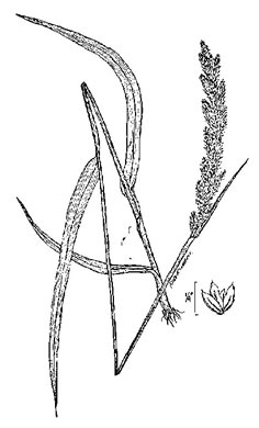 image of Phalaris arundinacea, Reed Canarygrass, Ribbongrass