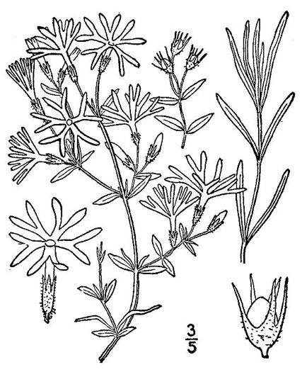 drawing of Phlox bifida, Cleft Phlox, Sand Phlox, Ten-point Phlox, Starry Phlox