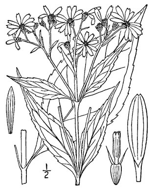 image of Verbesina occidentalis, Southern Crownbeard, Yellow Crownbeard