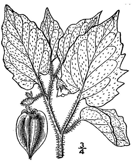 image of Physalis pubescens, Downy Ground-cherry, Husk-tomato