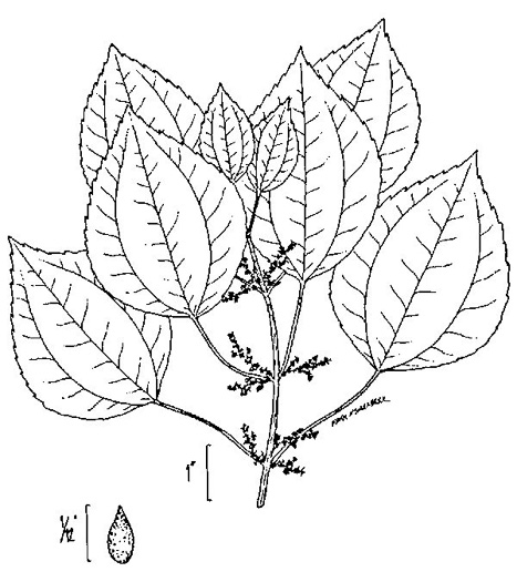 image of Pilea pumila, Greenfruit Clearweed, Richweed, Coolwort, Canadian Clearweed