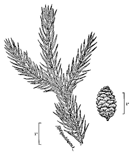 image of Picea rubens, Red Spruce, He Balsam