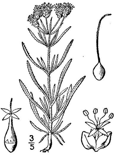 Plantago indica, Sand Plantain, Leafy-stemmed Plantain, Psyllium, Flaxseed Plantain