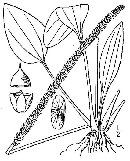 Plantago major, Common Plantain, White-man's-foot