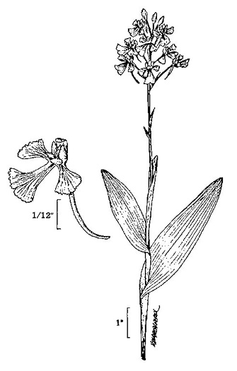 image of Platanthera peramoena, Purple Fringeless Orchid, Purple Spire Orchid, Pride-of-the-peak