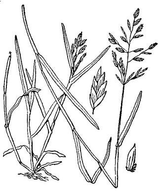 image of Poa annua, Annual Bluegrass, Six-weeks Grass, Speargass