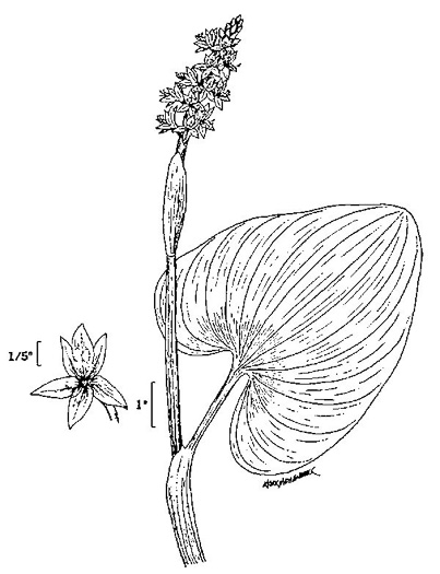 Pontederia cordata var. cordata, Heartleaf Pickerelweed, Wampee